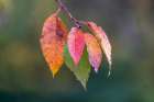 Autumn leaves, Oldham County, Kentucky Art Print